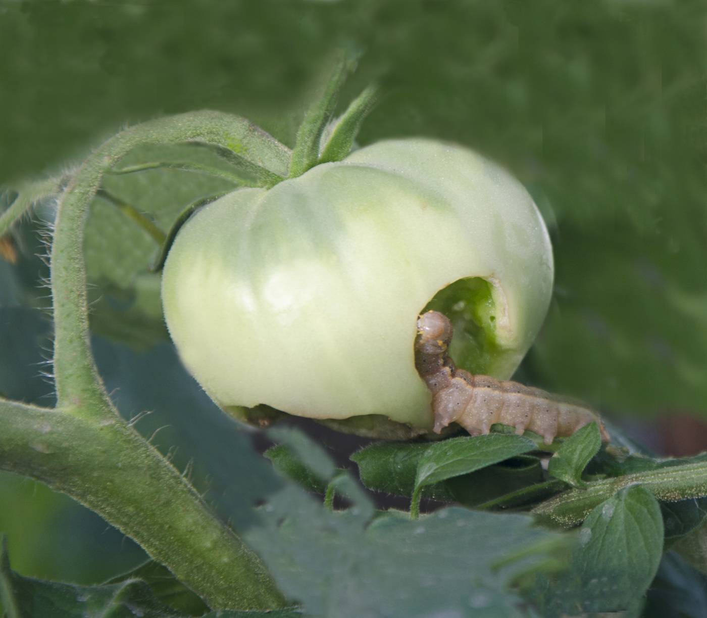 Совка вредитель огорода фото и описание на помидорах как бороться