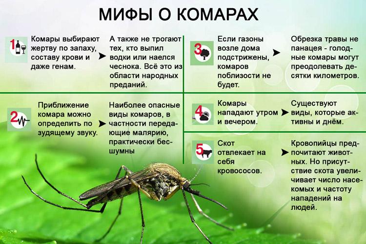 Как эффективно избавиться от комаров на дачном участке?