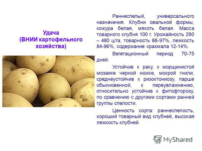 Картофель санте - описание сорта и характеристики