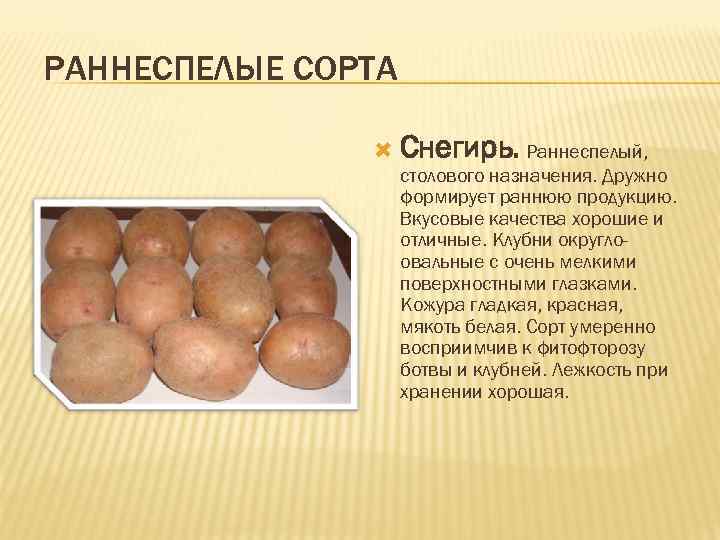 Картофель любава: характеристика и описание сорта, выращивание и уход