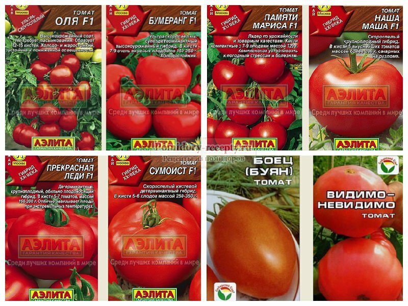 Выбираем лучшие сорта томатов для теплиц