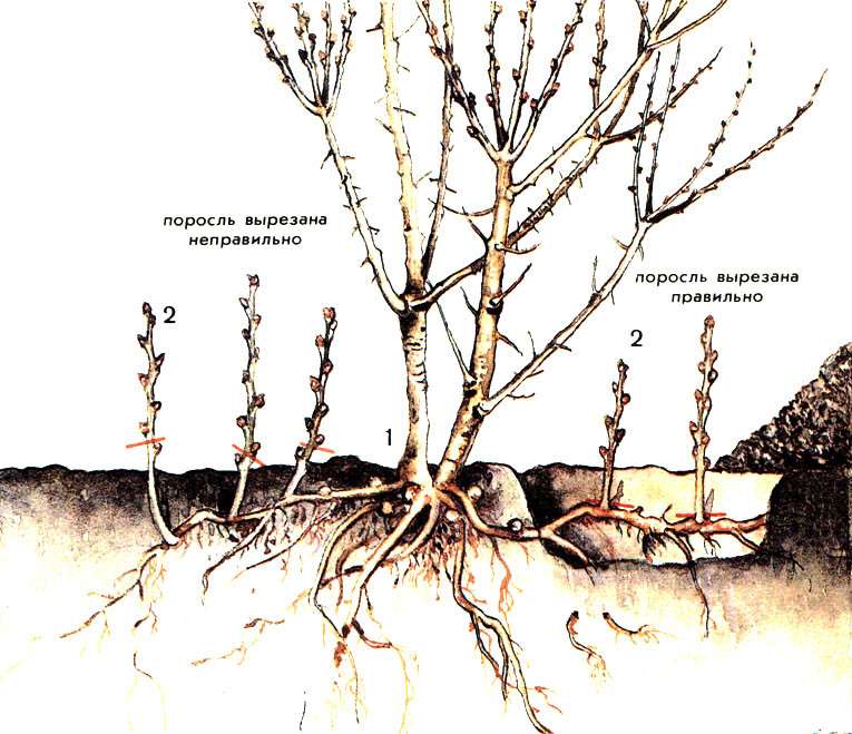 Размножение сливы корневой порослью, будет ли она плодоносить, пошаговая инструкция, плюсы и минусы такого способа размножения