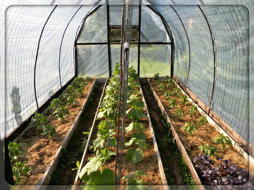✅ кабачки в теплице из поликарбоната: выращивание и уход, как поливать и чем подкармливать - tehnoyug.com