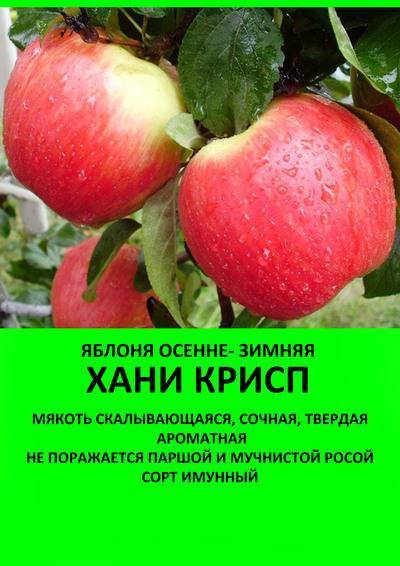 Яблоня Хани Крисп: сортовые особенности и нюансы ухода