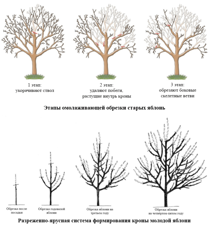 Опрыскивание плодовых деревьев весной: препараты, сроки