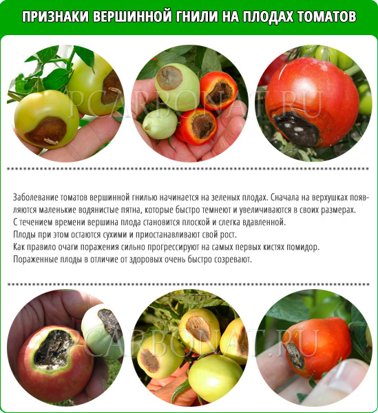 Фитофтора на помидорах: как бороться, самые эффективные средства