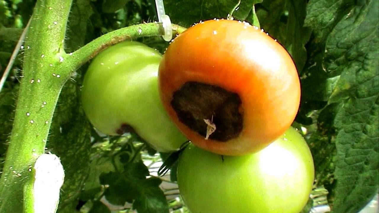 Почему у помидоров чернеют кончики плодов