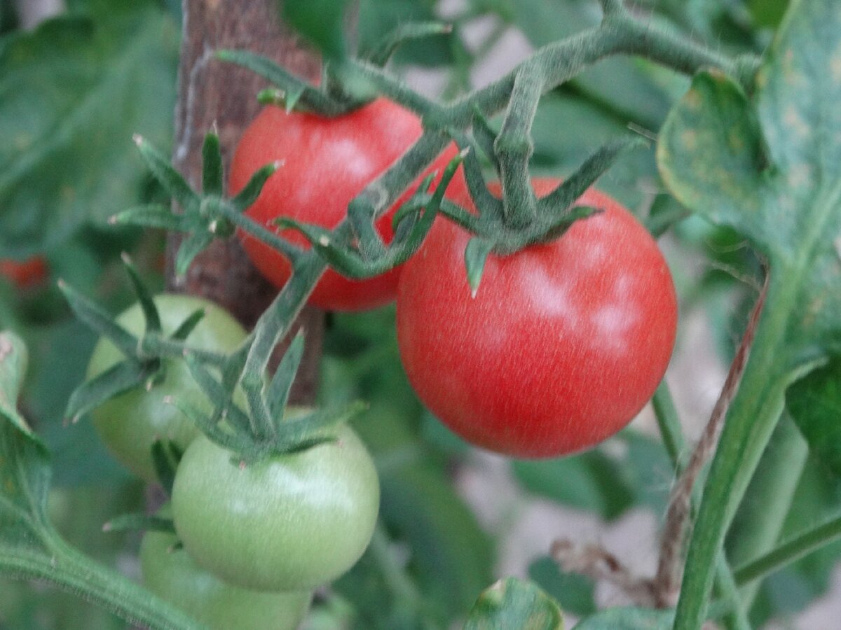 Лучшие сорта томатов для теплицы в подмосковье