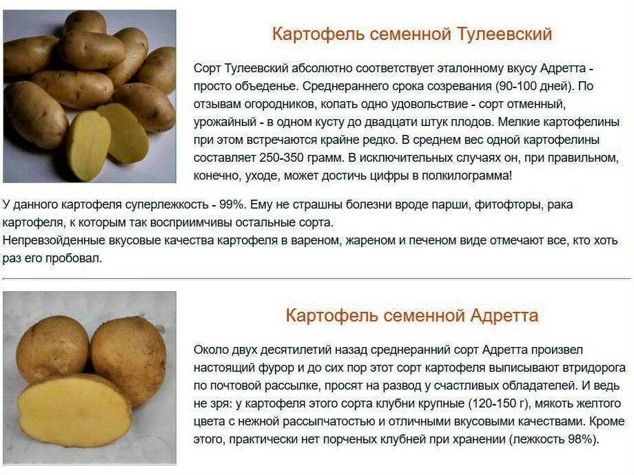 Картофель санте (сантэ): описание сорта, характеристики, советы по выращиванию и хранению