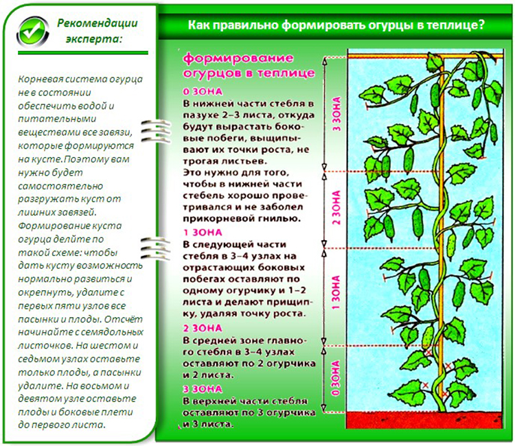 Огурцы в теплице: посадка и уход, высадки рассады, полив и подкормка