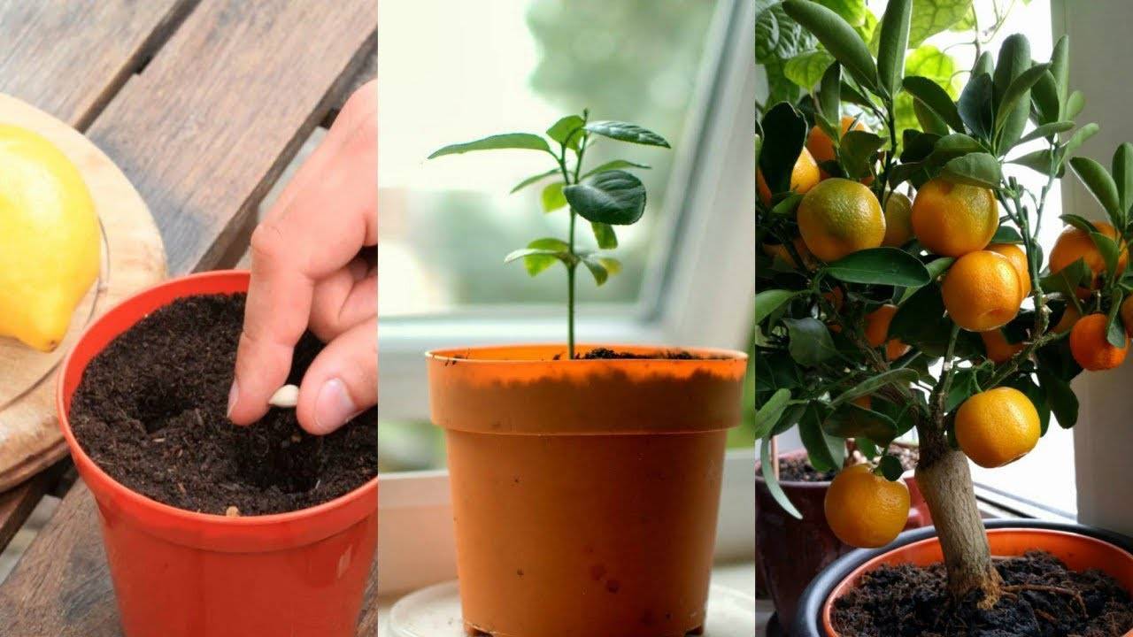 Как вырастить мандарин из косточки в домашних условиях с плодами