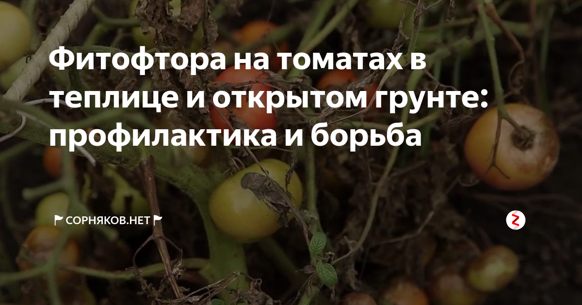 Как защитить помидоры от фитофторы в теплице, народные средства видео