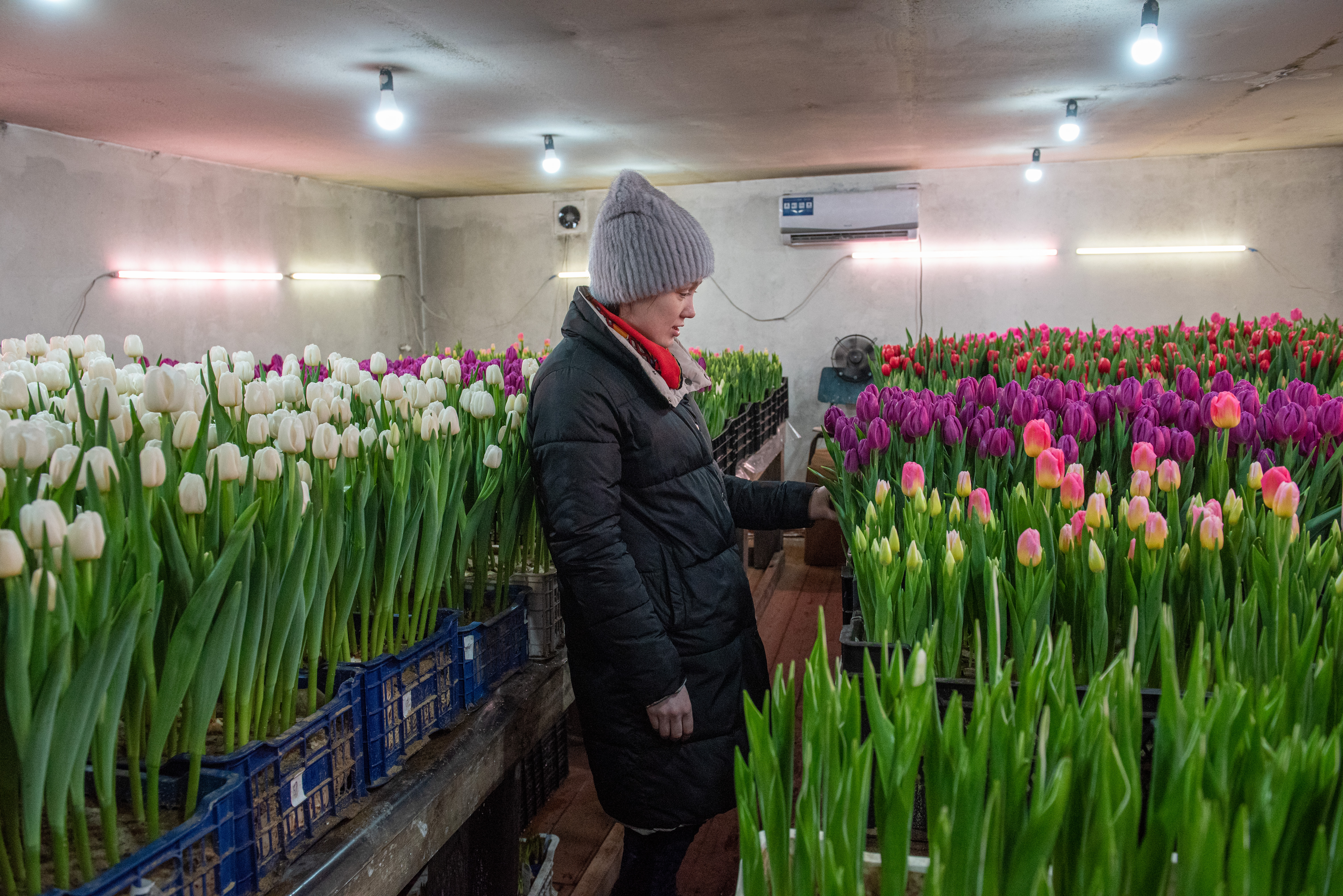 Выращивание роз в теплице на продажу - рентабельность, правила ухода, инструкции