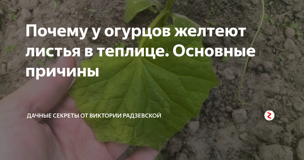 Почему листья огурцов в теплице желтеют: что делать, как с этим бороться, фото