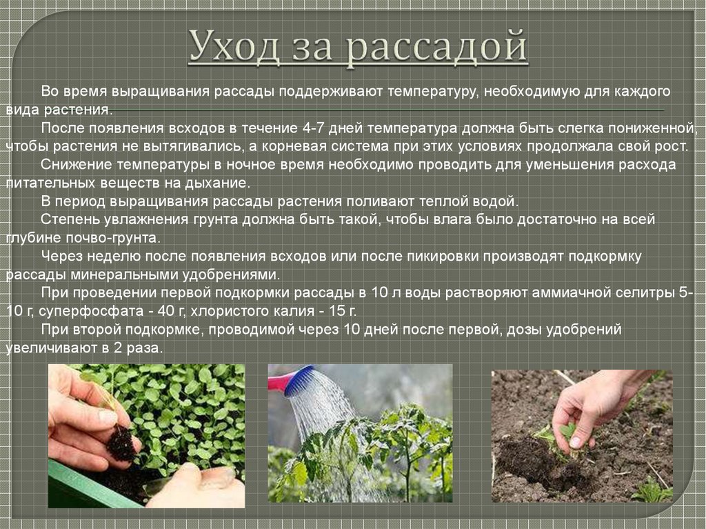 Как ухаживать за огурцами в теплице чтобы был хороший урожай