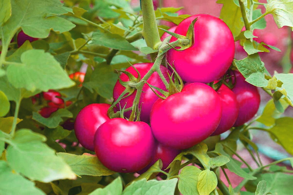 Лучшие сорта томатов для сибири 2022 года | огородникам инфо