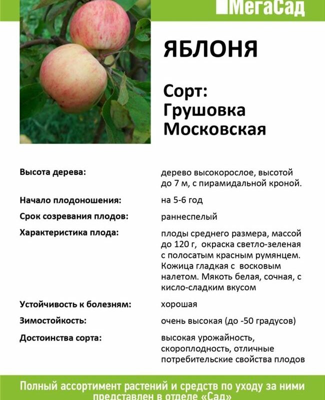 Описание сортов  яблонь. летние, осенние и зимние виды яблок (фото)
