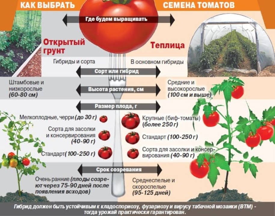Самые урожайные сорта томатов для теплицы | народные знания от кравченко анатолия