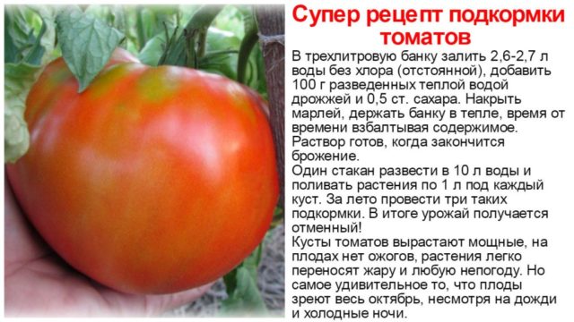 Фитофтора у тепличных томатов: меры профилактики и борьбы