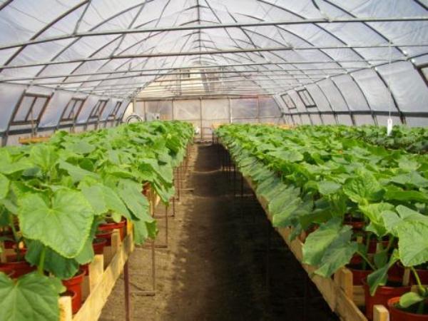 Выращивание кабачков в теплице ?: характеристики, уход и лучшие сотра | qlumba.com