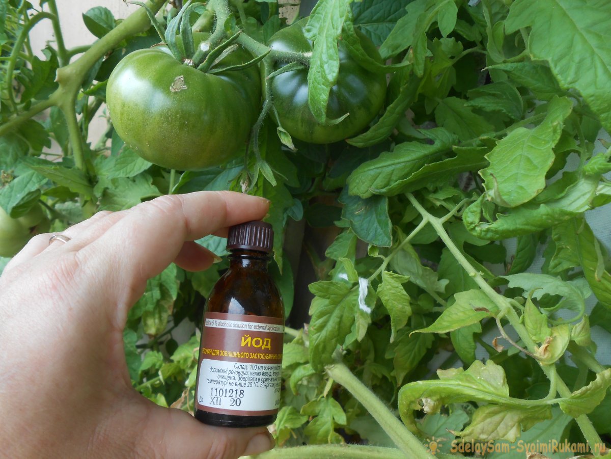 Борная кислота для томатов – подкормка во время цветения, опрыскивание рассады, замачивание семян