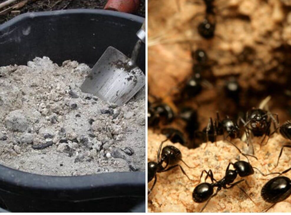 Как избавиться от муравьев на участке навсегда! - дачно-огородные радости - 21 мая - 43406386705 - медиаплатформа миртесен
