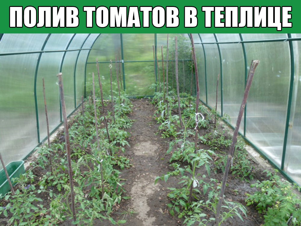 Высадка рассады томатов в теплицу из поликарбоната
