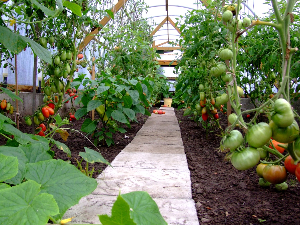 Помидоры в парнике: правила выращивания, уход за томатом и пошаговая инструкция по содержанию (100 фото)