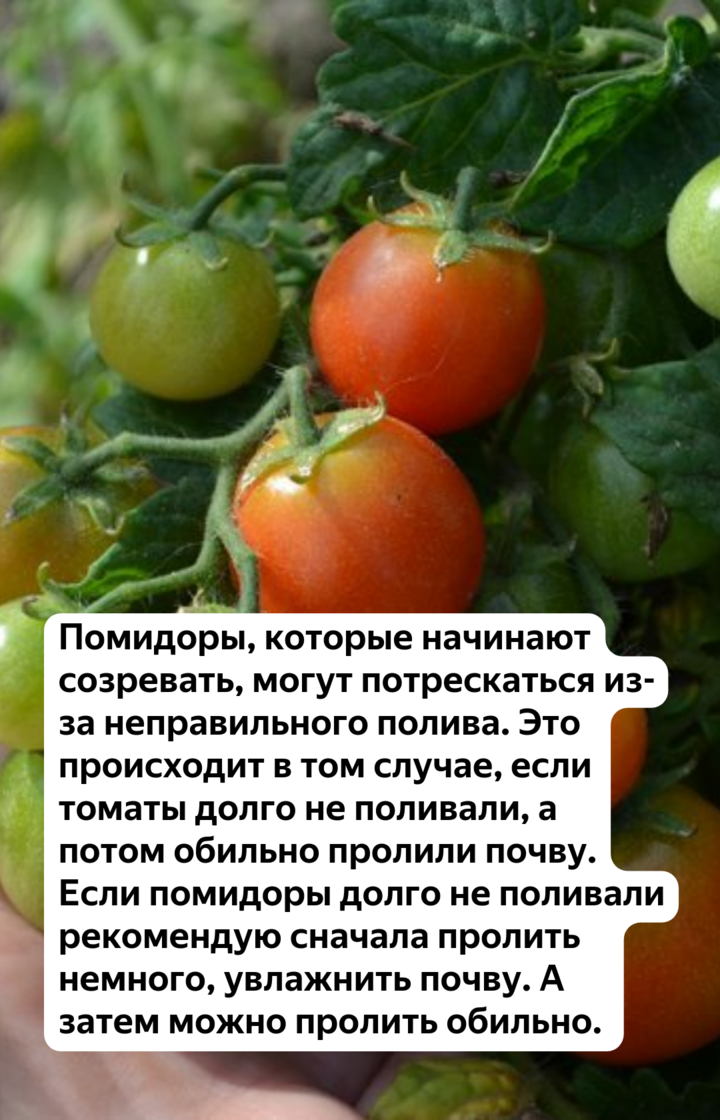 Помидоры в теплице из поликарбоната – выращивание, от посадки до урожая, как за ними ухаживать, видео