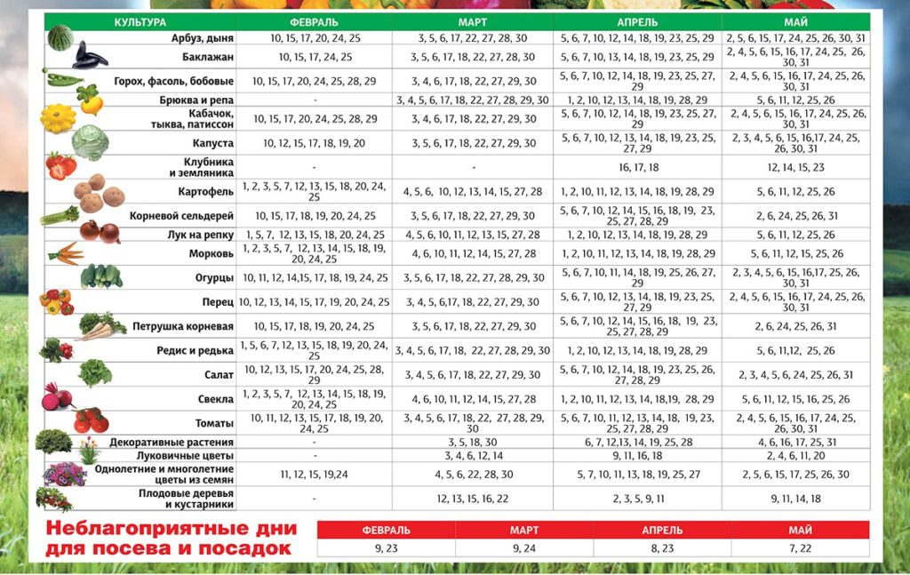 Выращивание рассады огурцов в домашних условиях