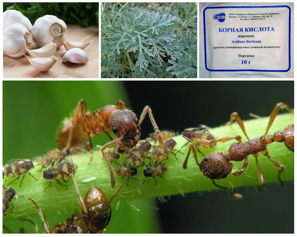 Как избавиться от садовых муравьев: способы и отпугивающие растения