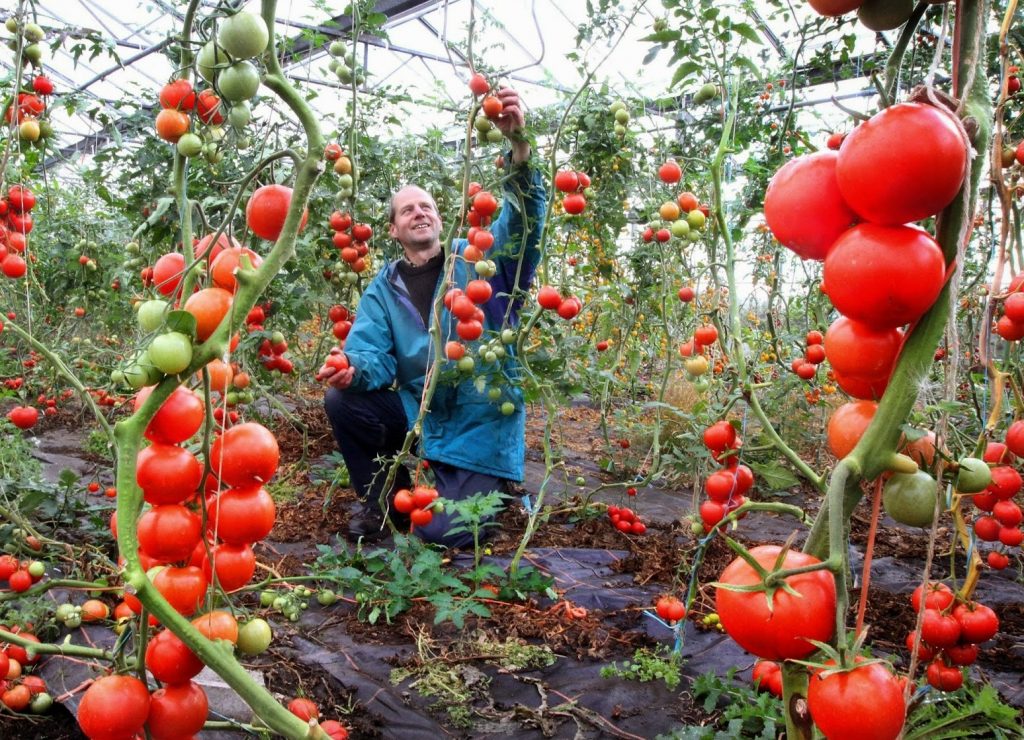 Сладкие помидоры в теплице при любой погоде - 5 секретов урожая томатов