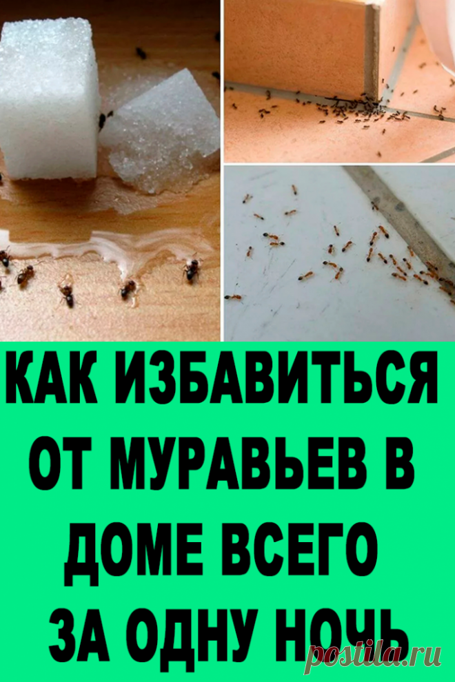 Как убрать муравьев из дома