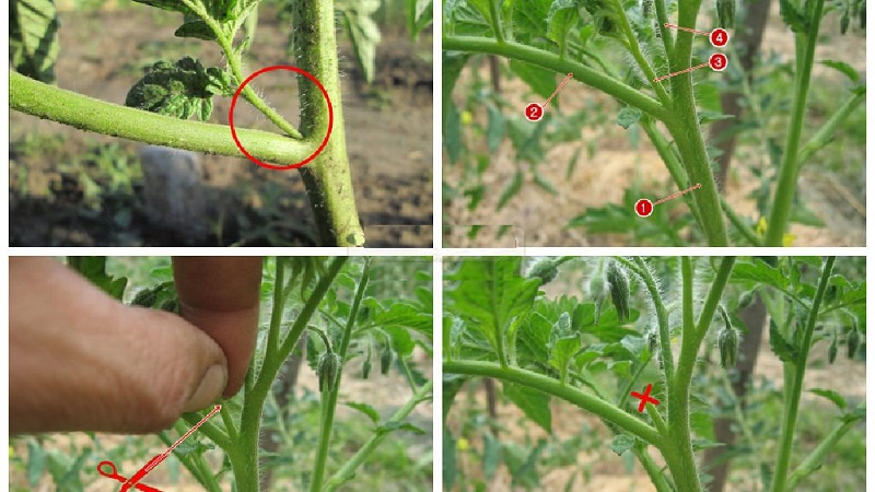 Нужно ли обрывать листья у томатов в открытом грунте и теплице, зачем и когда это делать отзывы