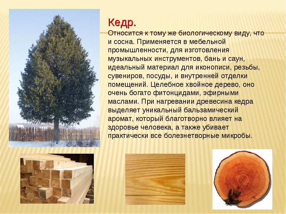 Как выбрать древесину для постройки дома: какую лучше выбрать породу