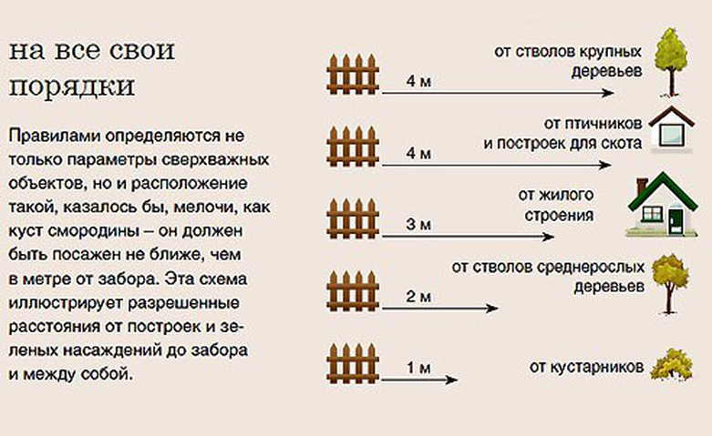 Можно ли спилить ветки соседского дерева,если они растут над вашим участком? - портал снт виноградово