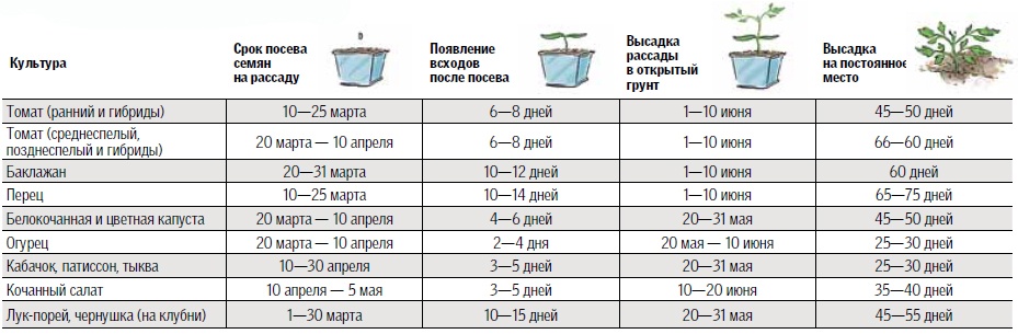 Как посадить огурцы на рассаду правильно: дома на подоконнике, в стакане