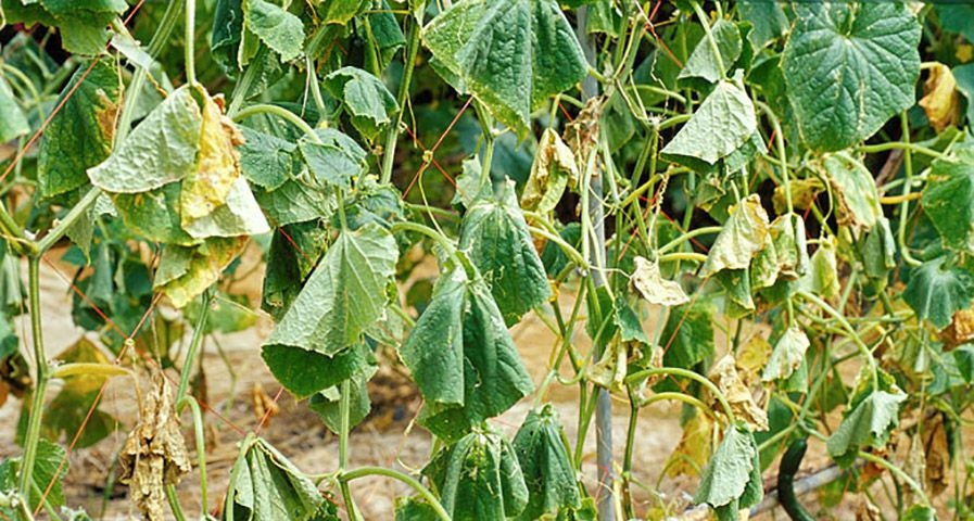 20 причин, почему сохнут листья, завязи, плети у огурцов и что делать