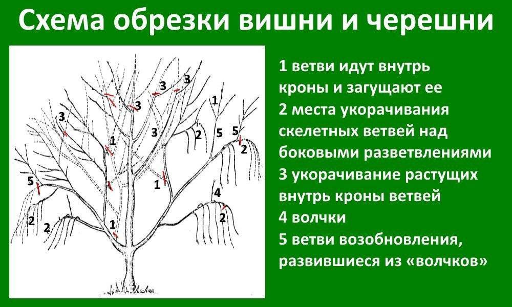 Обработка деревьев и кустарников весной от вредителей и болезней