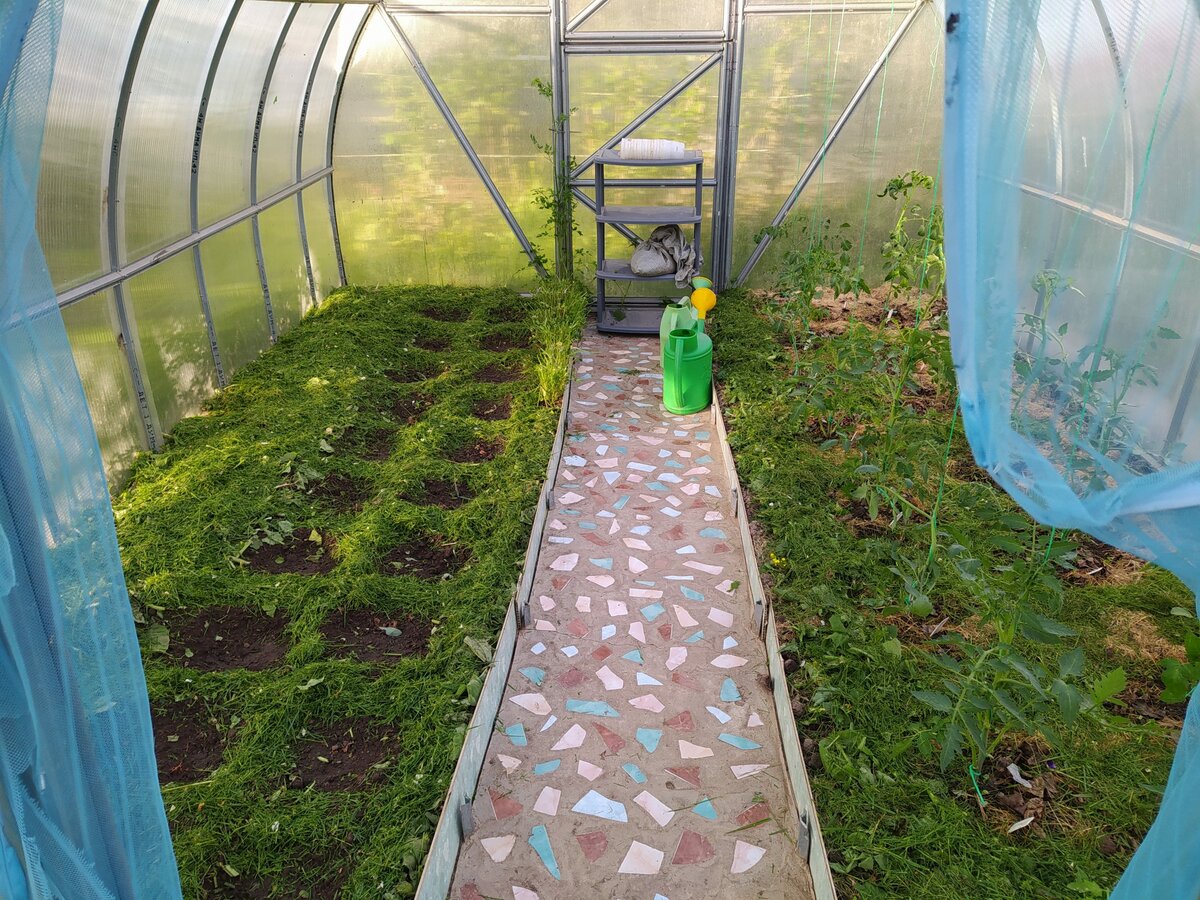 Как выращивать кабачки в теплице: секреты агротехники