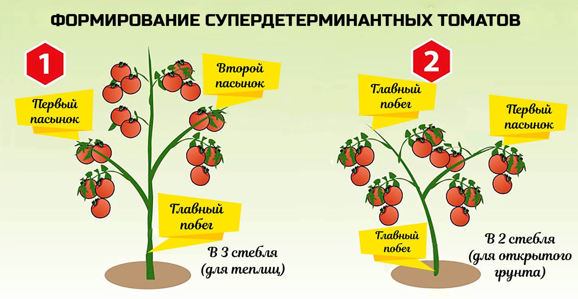 Посадка помидор в теплицу: подготовка почвы, возраст рассады, сроки, особенности + фото