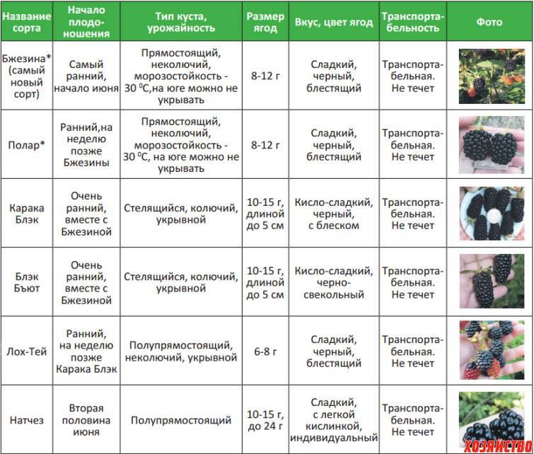 Рассада для теплицы: когда сажать, какую культуру выбрать и как выращивать в теплице их поликарбоната? русский фермер