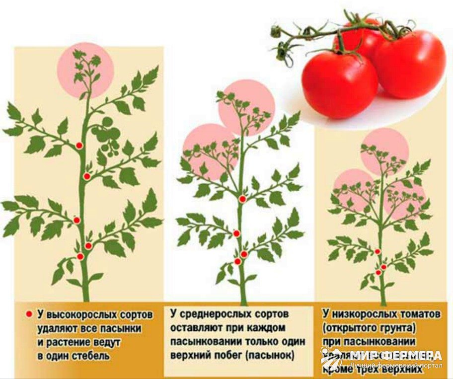 Нужно ли обрывать нижние листья у томатов? когда и как правильно это делать? фото — ботаничка