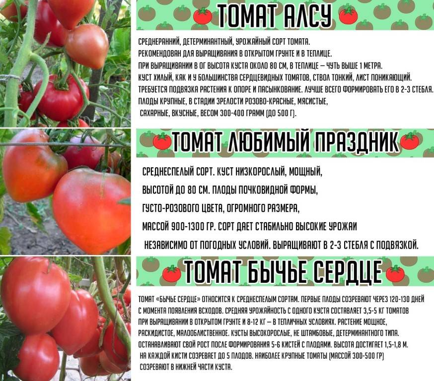 Лучшие сорта томата для северо запада по отзывам