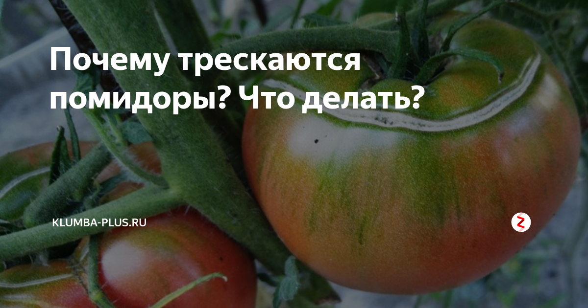 Почему трескаются помидоры при созревании в открытом грунте и теплице: что делать, советы