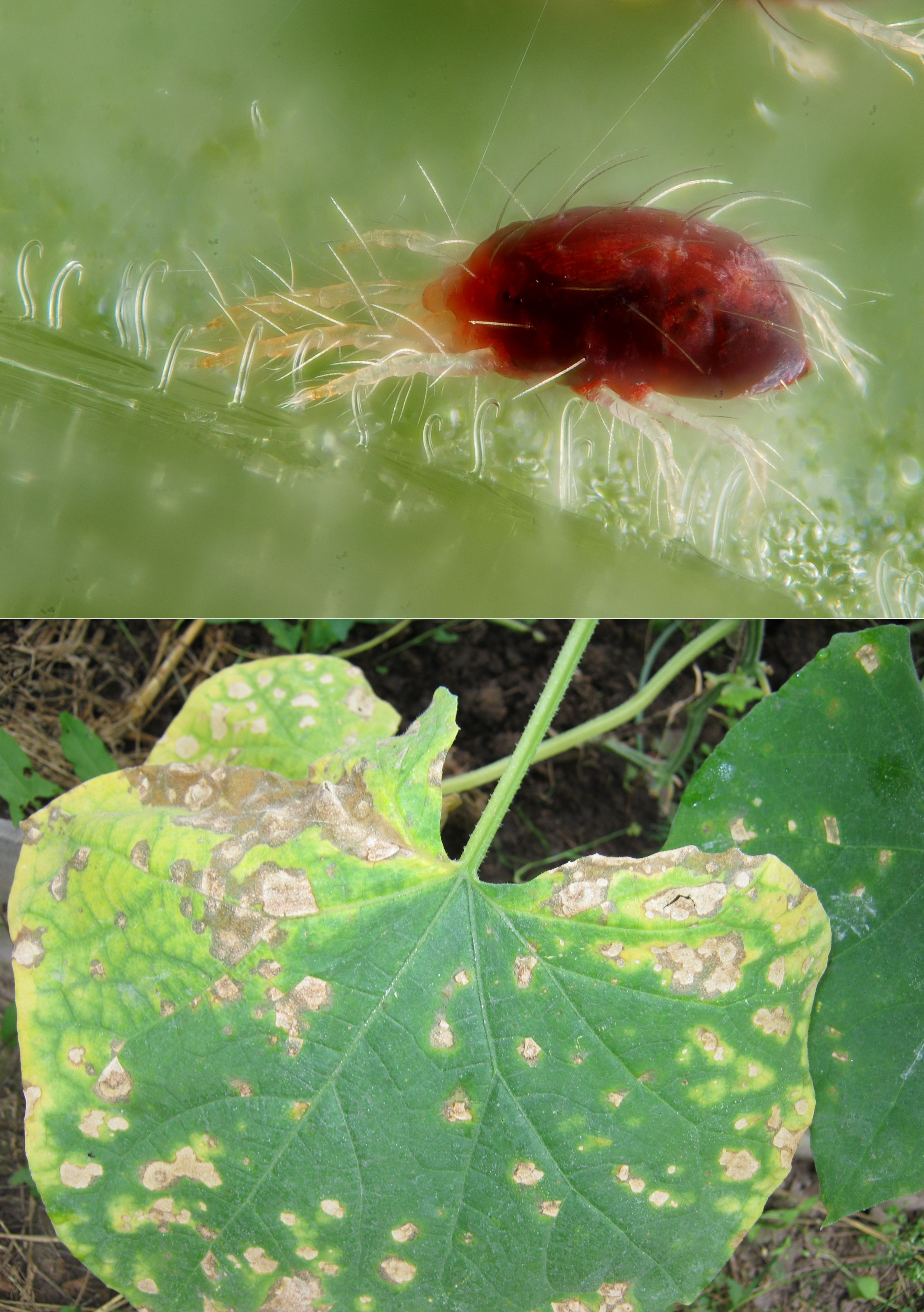 Паутинный клещ – как уничтожить вредителя в саду, на огороде и комнатных растениях