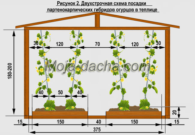 Лучшая схема посадки огурцов в теплице и открытом грунте + на шпалере